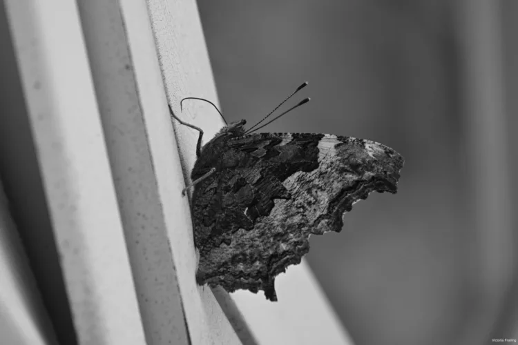 Butterfly takes a break